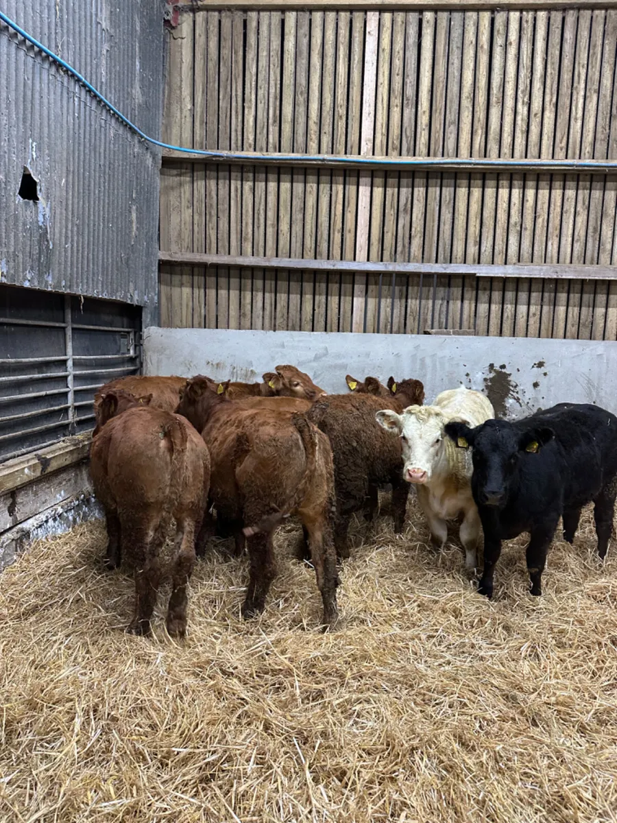 Lim and Charolais heifers - Image 2