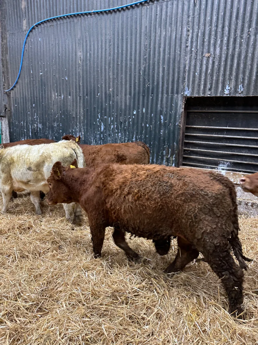 Lim and Charolais heifers - Image 4