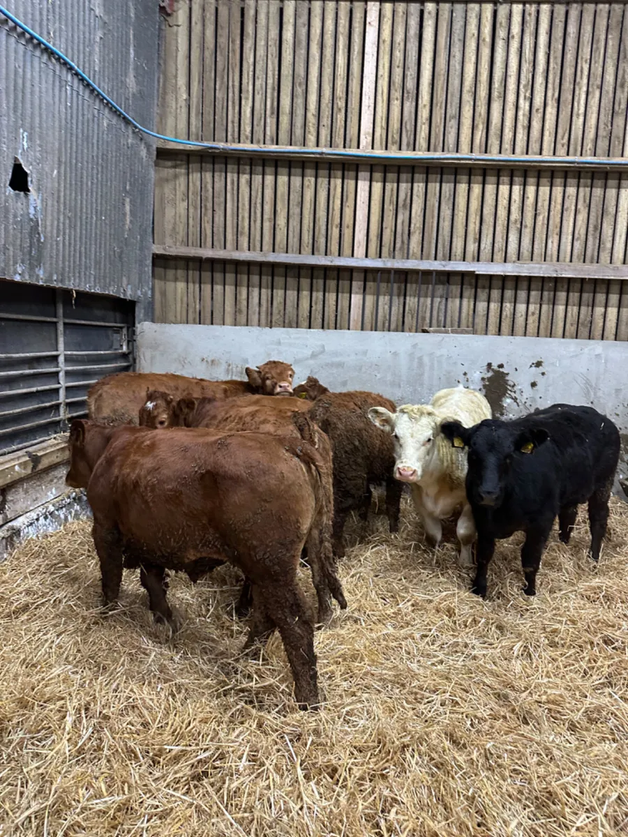 Lim and Charolais heifers - Image 1