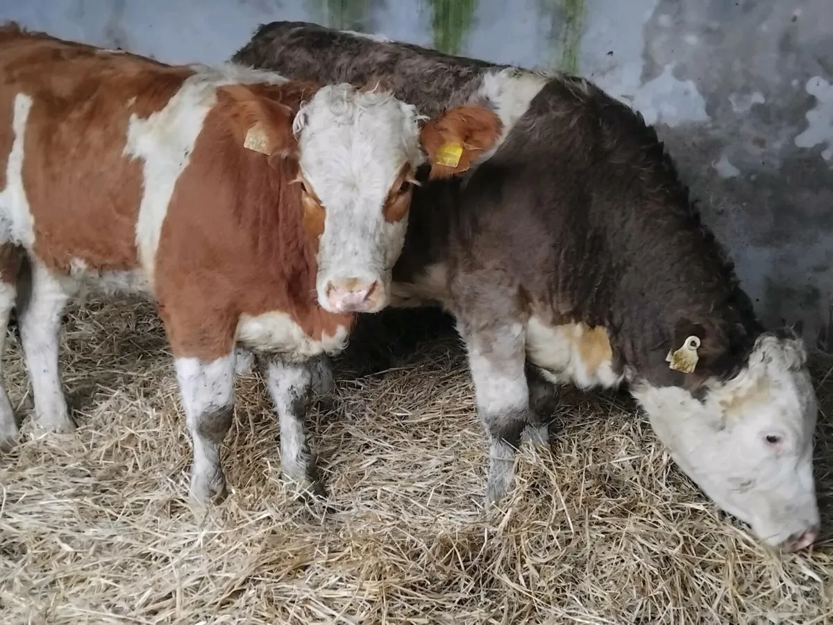 2 Super Simmental Heifers - Image 2