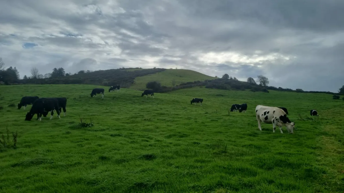 In calf heifers - Image 4
