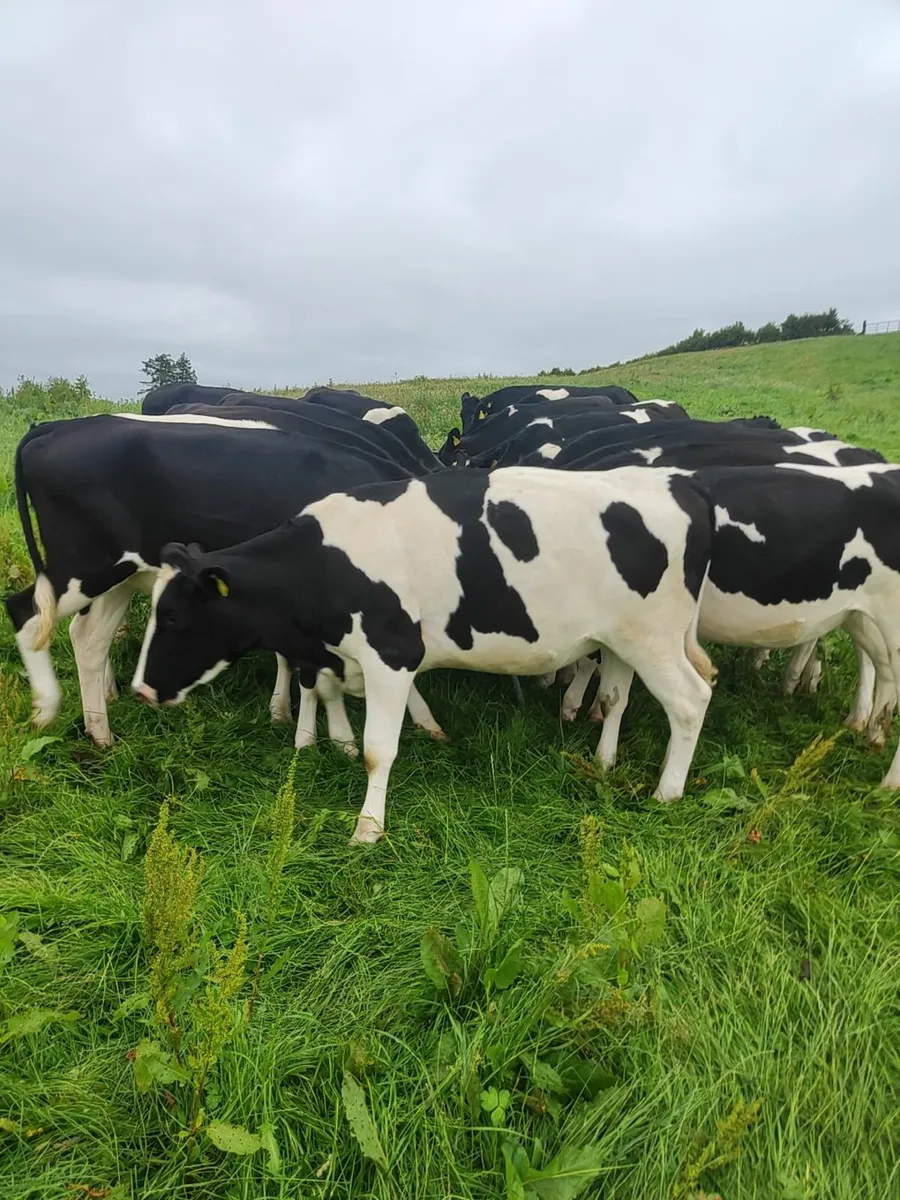 In calf heifers - Image 1