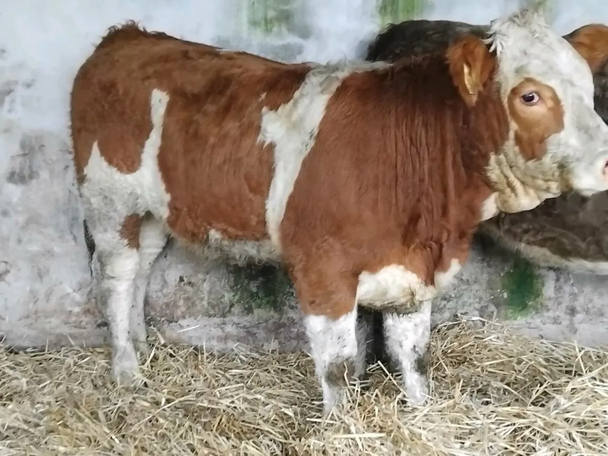 2 Super Simmental Heifers - Image 3