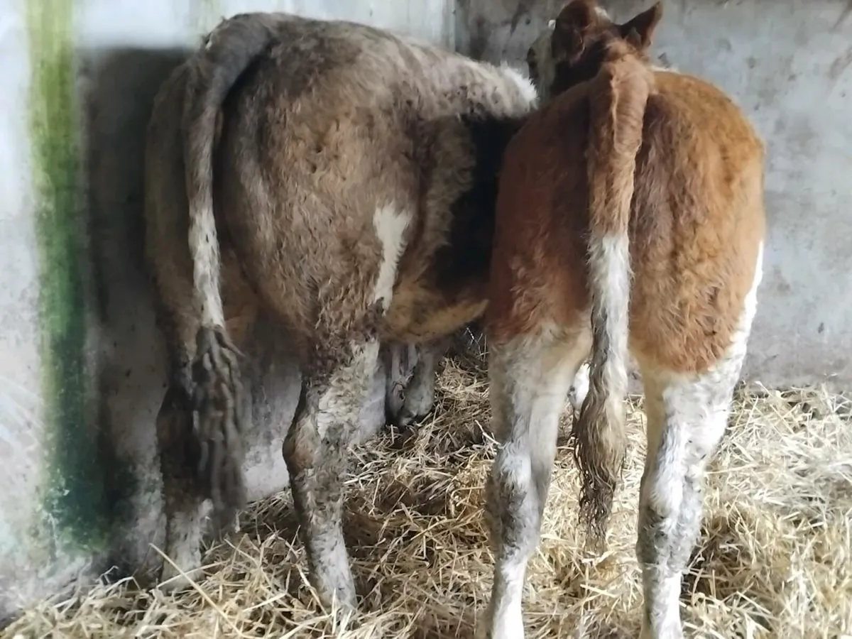 2 Super Simmental Heifers - Image 4