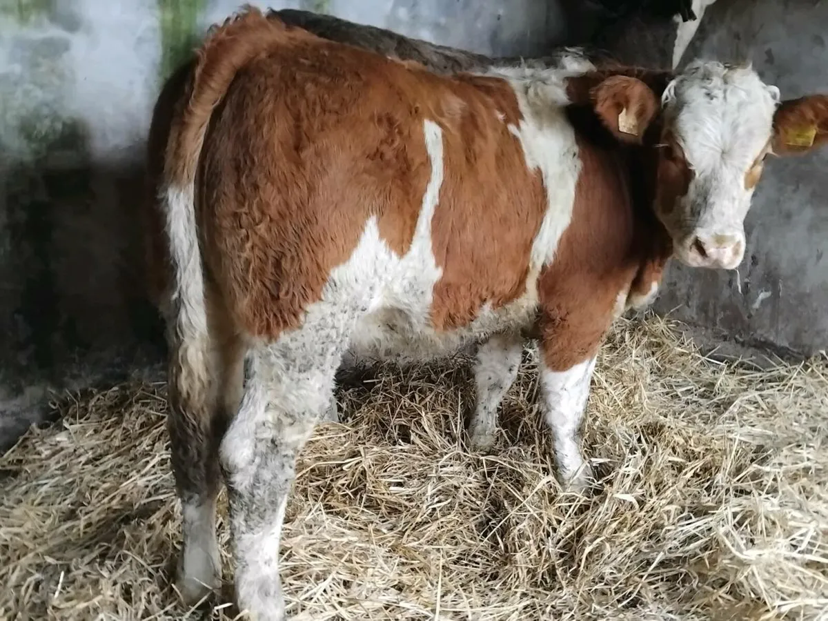 2 Super Simmental Heifers - Image 1