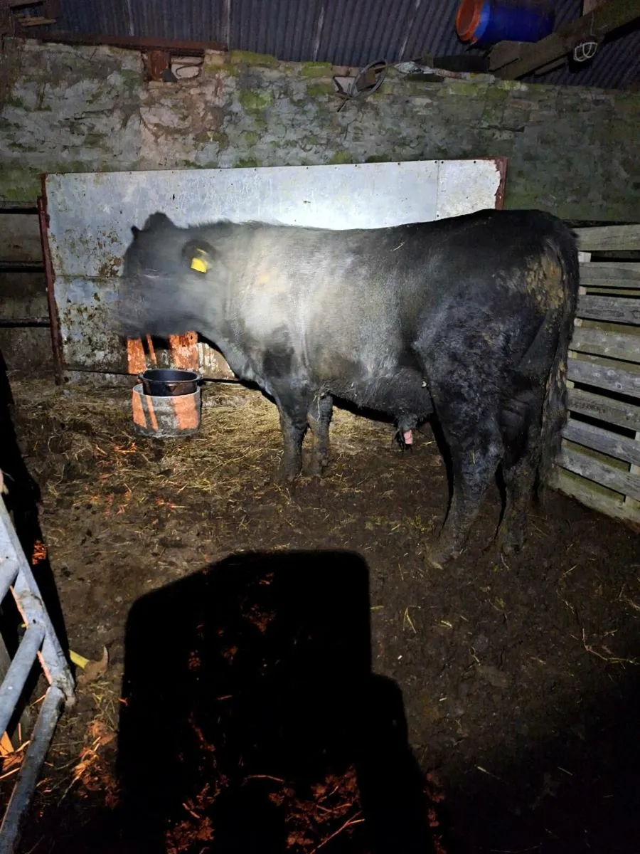 Bull - Image 1