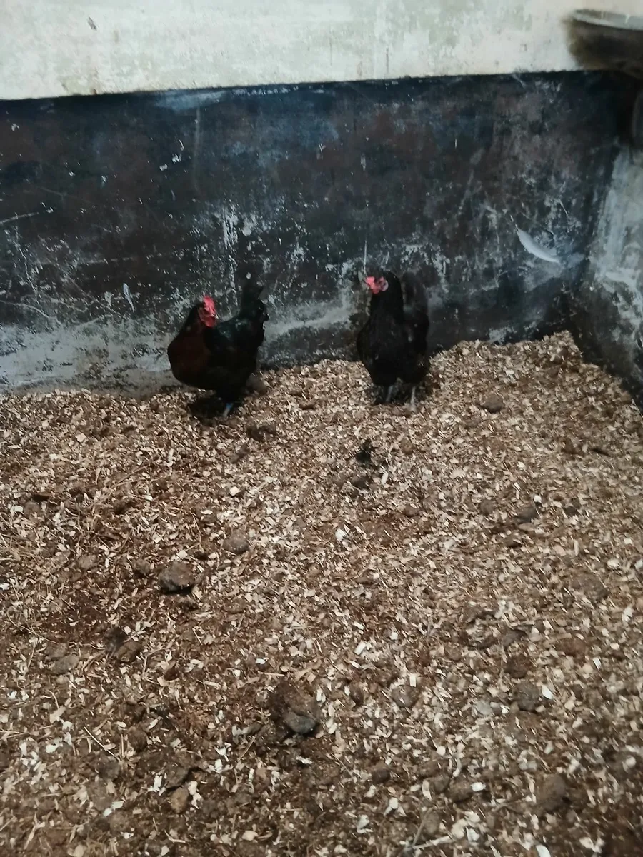 Blackrock Pulletts - Image 2