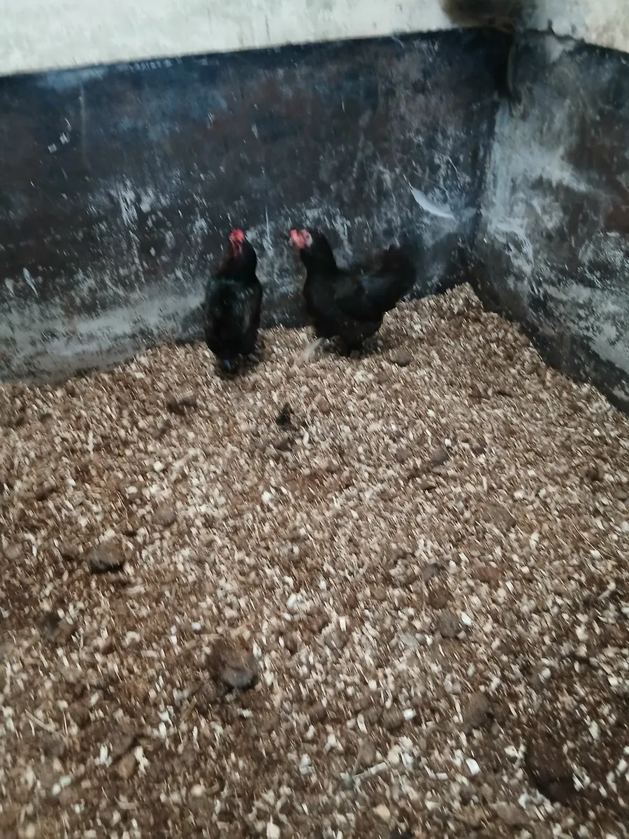 Blackrock Pulletts - Image 3