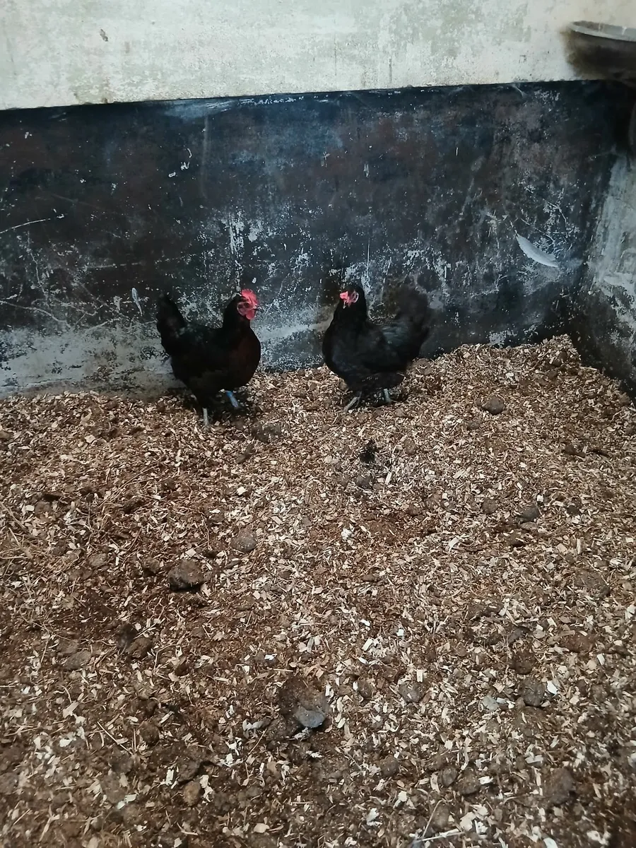 Blackrock Pulletts - Image 4