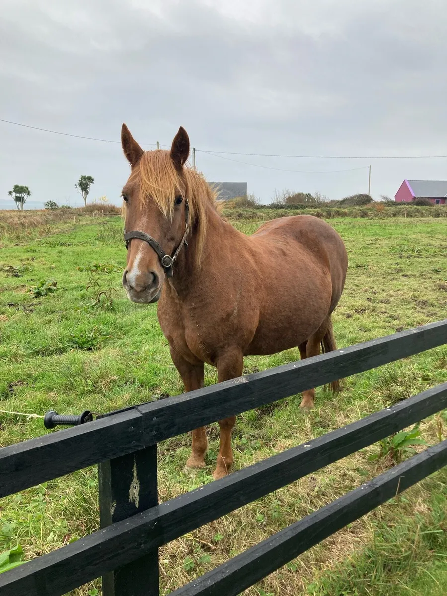 Irish draught mare - Image 1
