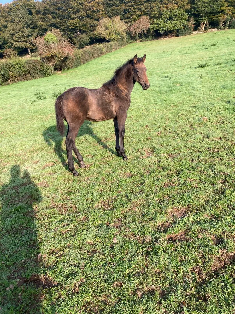 Tyson Colt Foal - Image 1