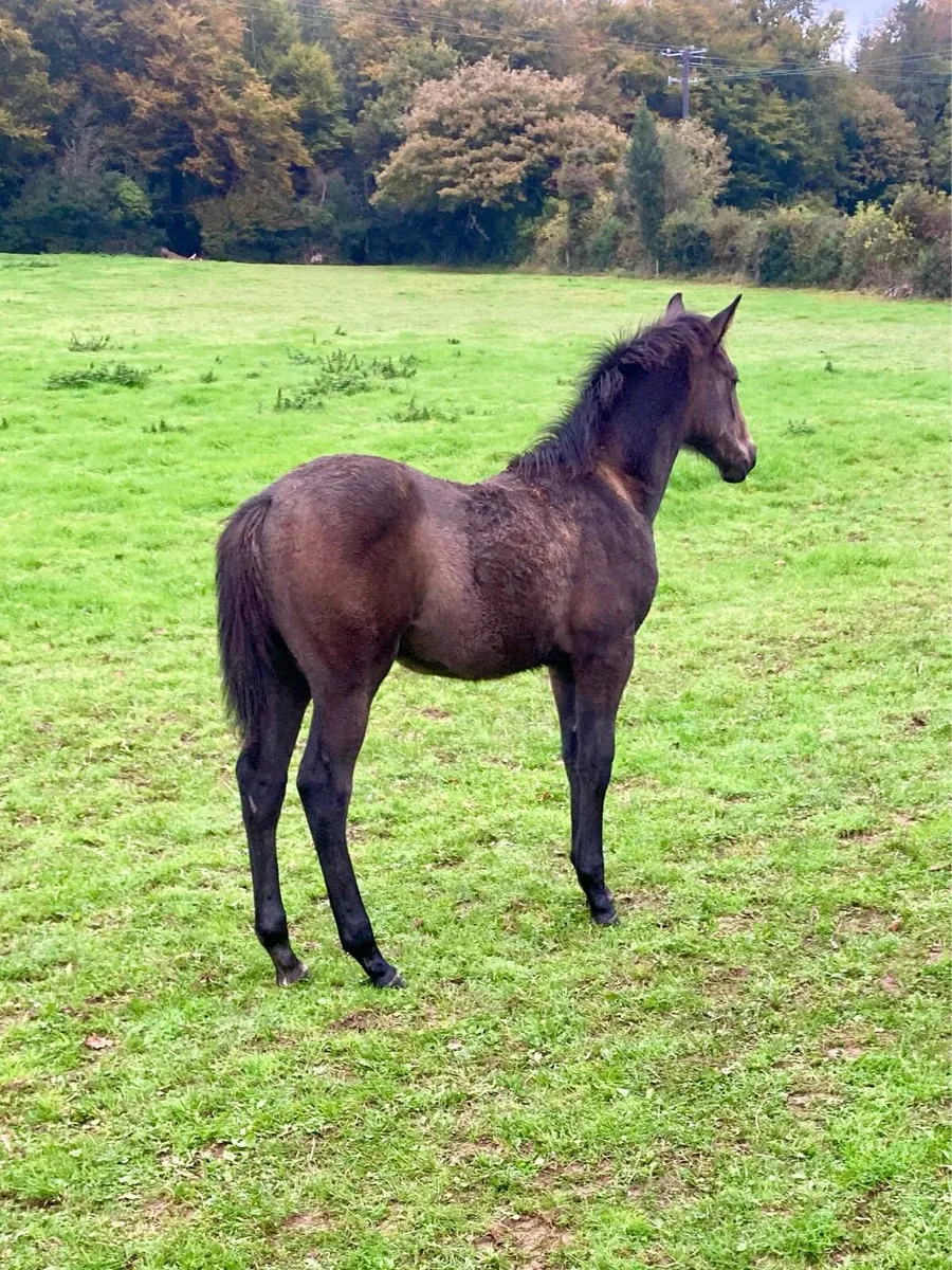 Tyson Colt Foal - Image 2