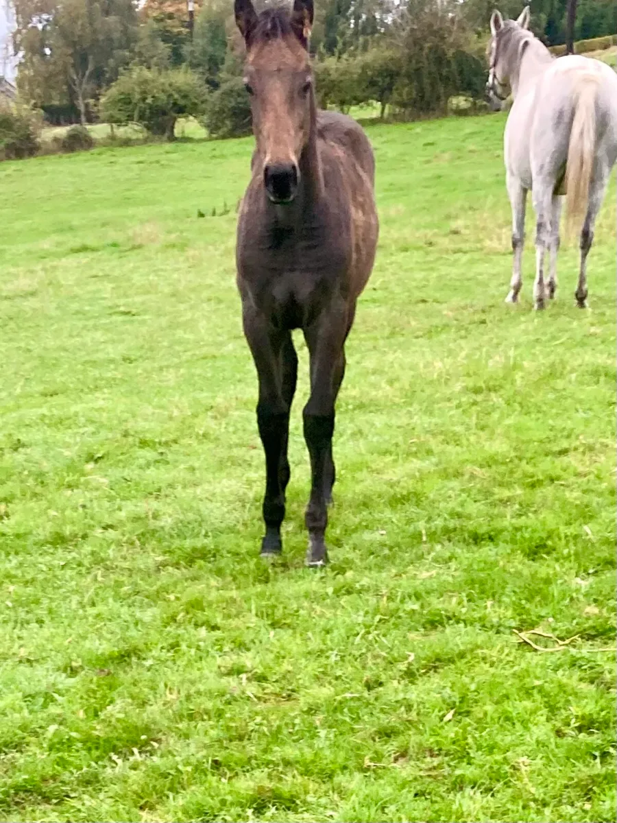 Tyson Colt Foal - Image 3