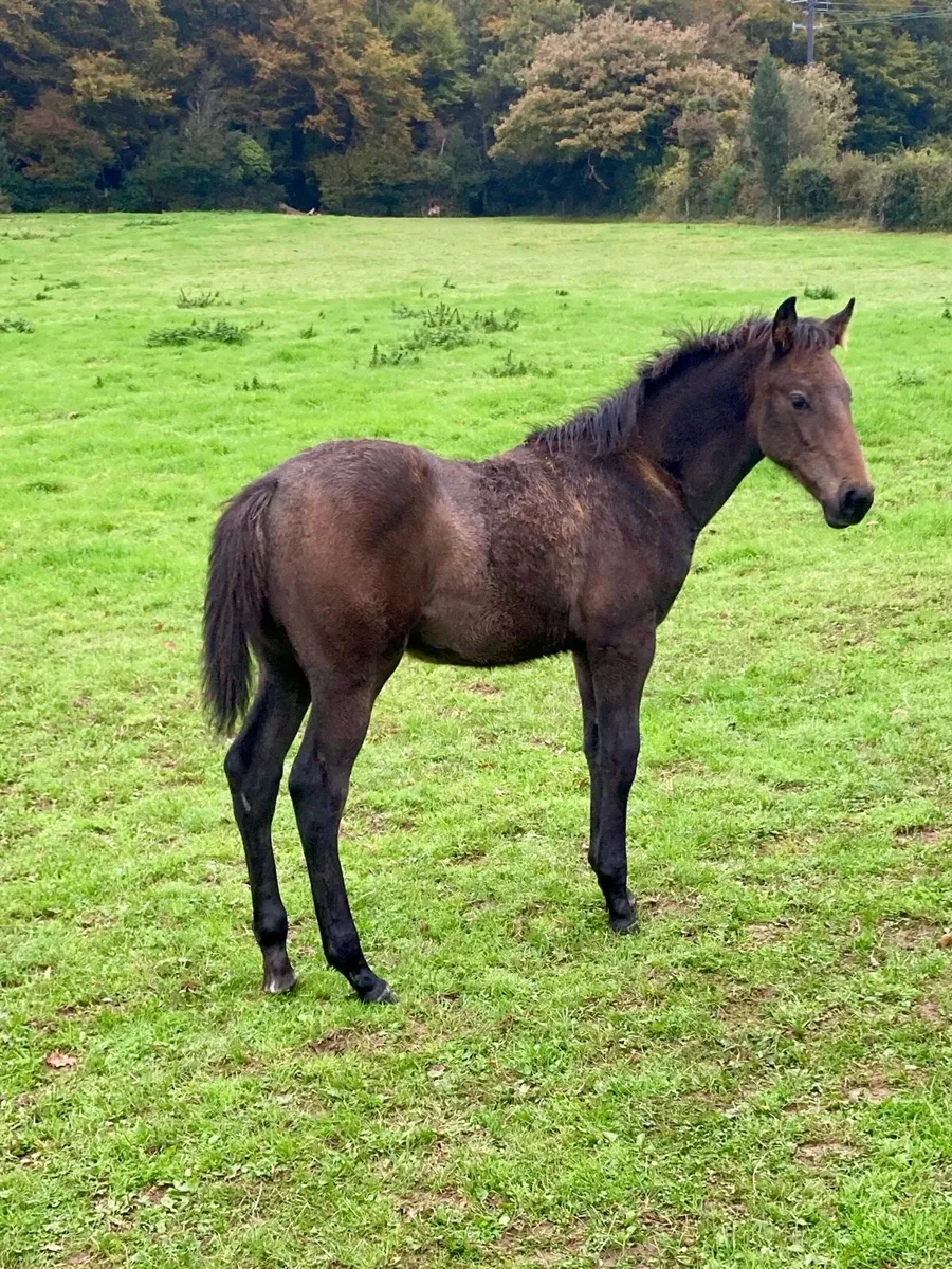Tyson Colt Foal - Image 4