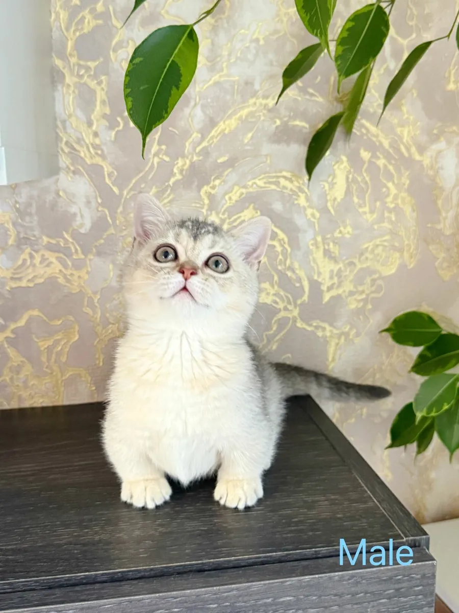 British Shorthair (Munchkins) kittens TICA regd - Image 1