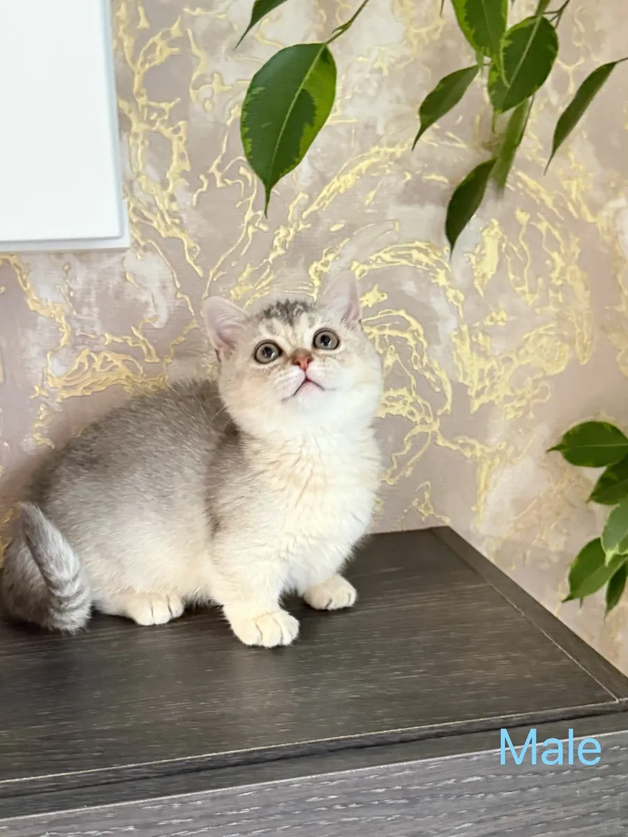 British Shorthair (Munchkins) kittens TICA regd - Image 2
