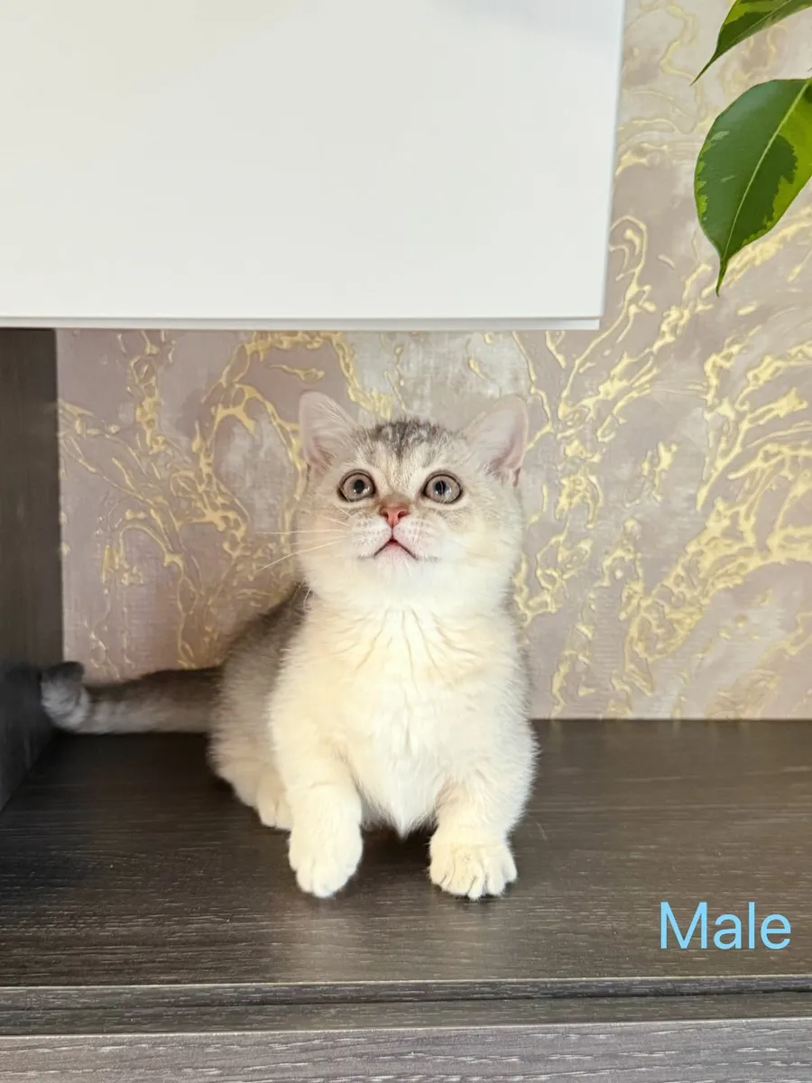 British Shorthair (Munchkins) kittens TICA regd - Image 3