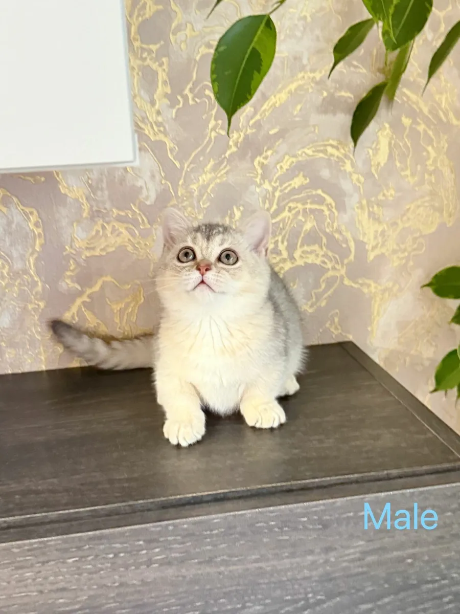 British Shorthair (Munchkins) kittens TICA regd - Image 4