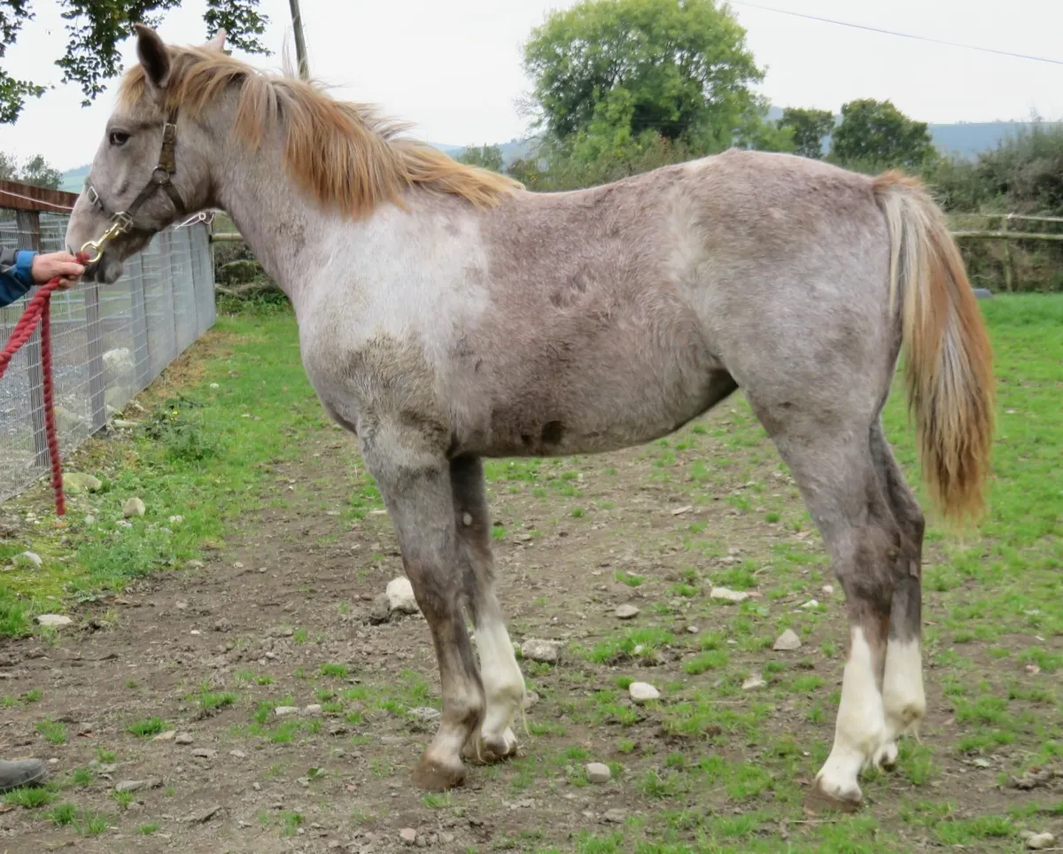 Equine - Image 2