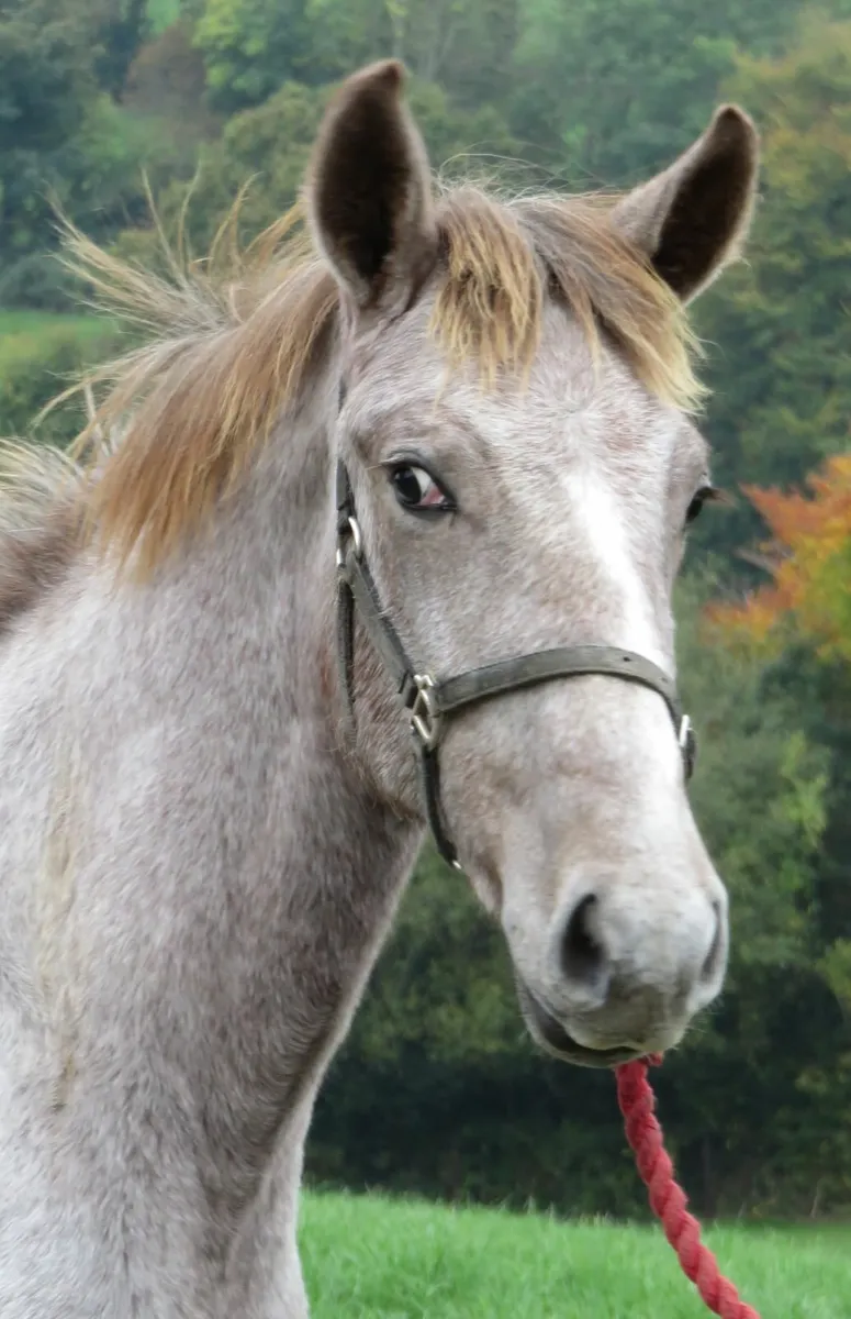 Equine - Image 1