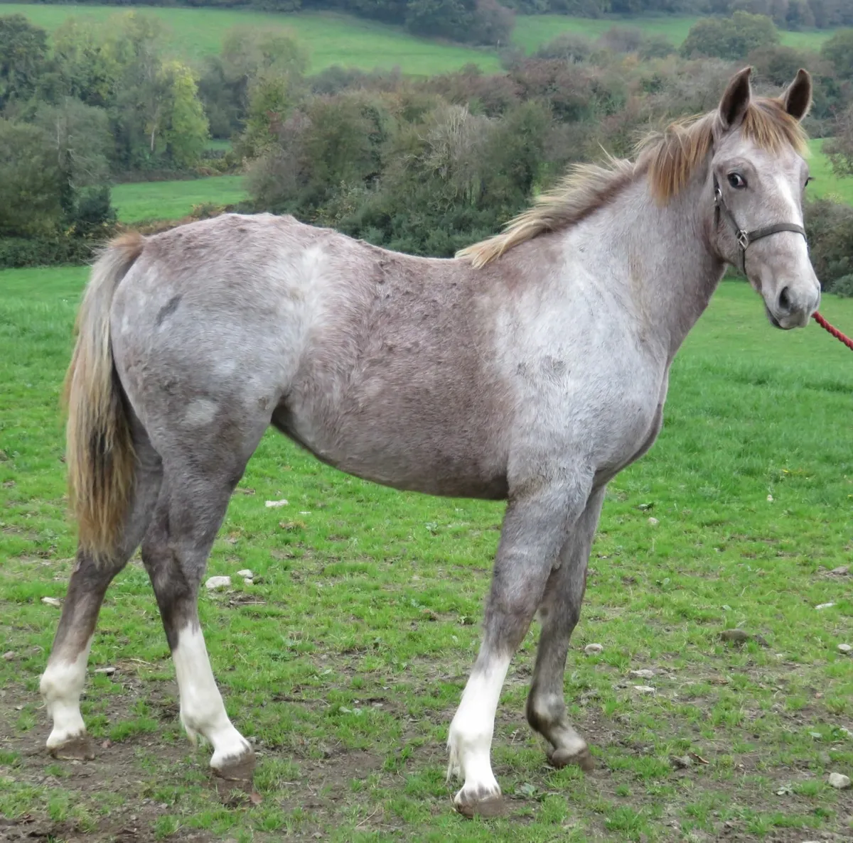 Equine - Image 3
