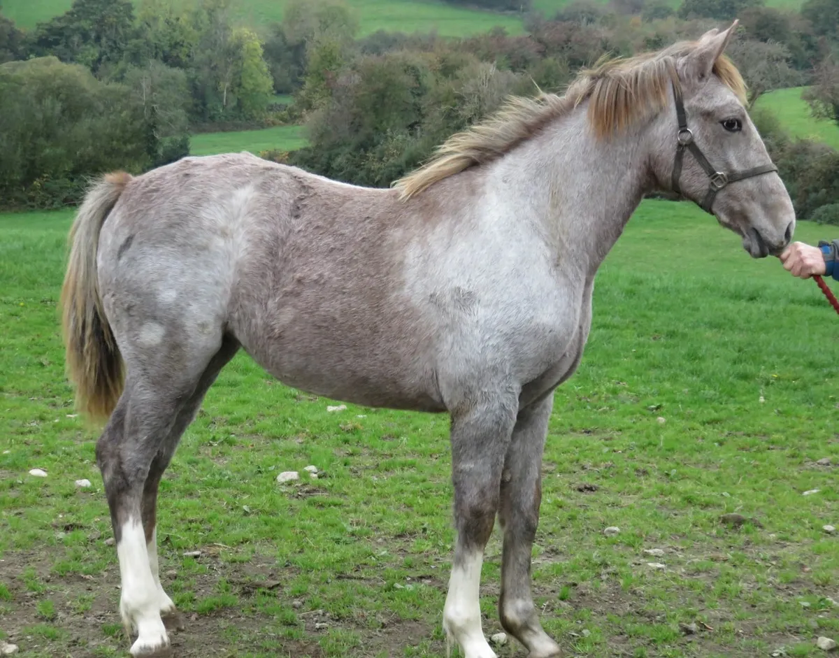 Equine - Image 4