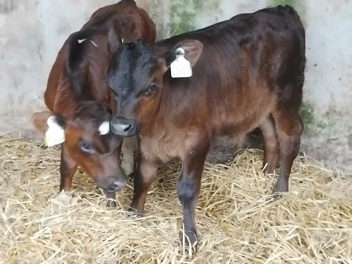 2 Angus Calves-€1100 - Image 1