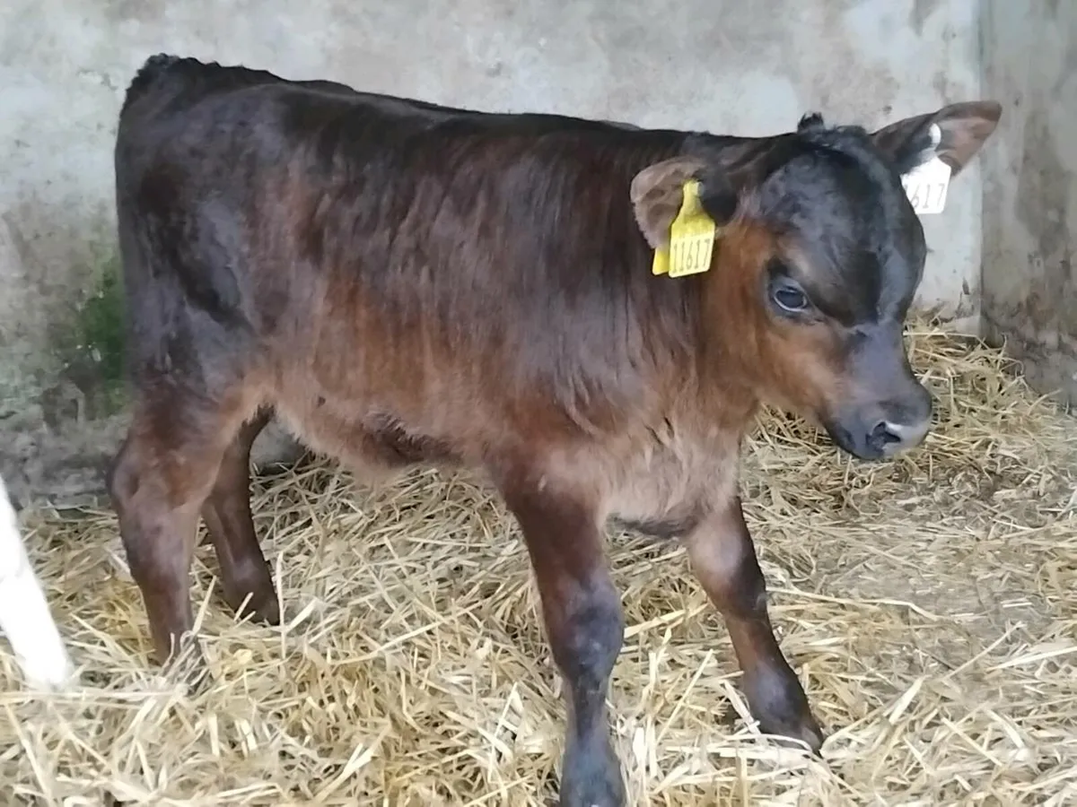 2 Angus Calves-€1100 - Image 2