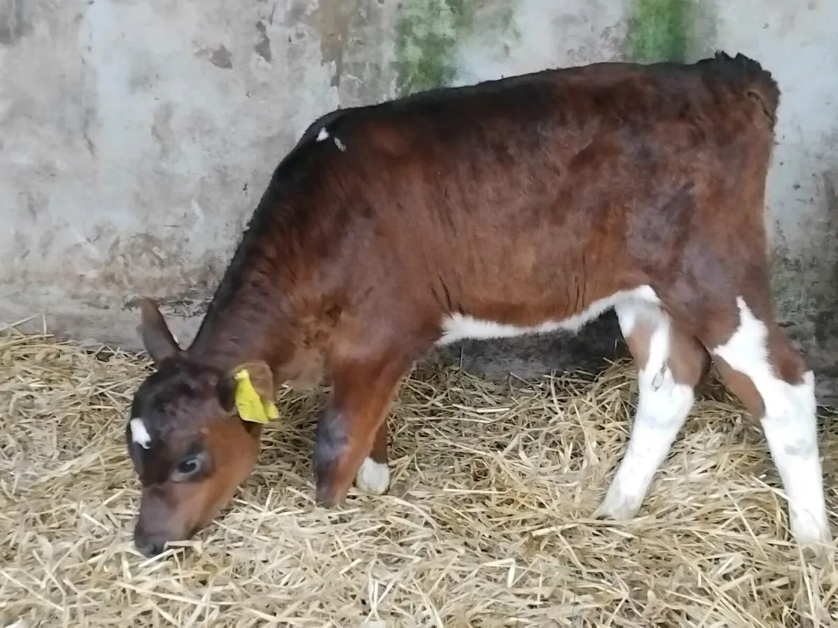 2 Angus Calves-€1100 - Image 3