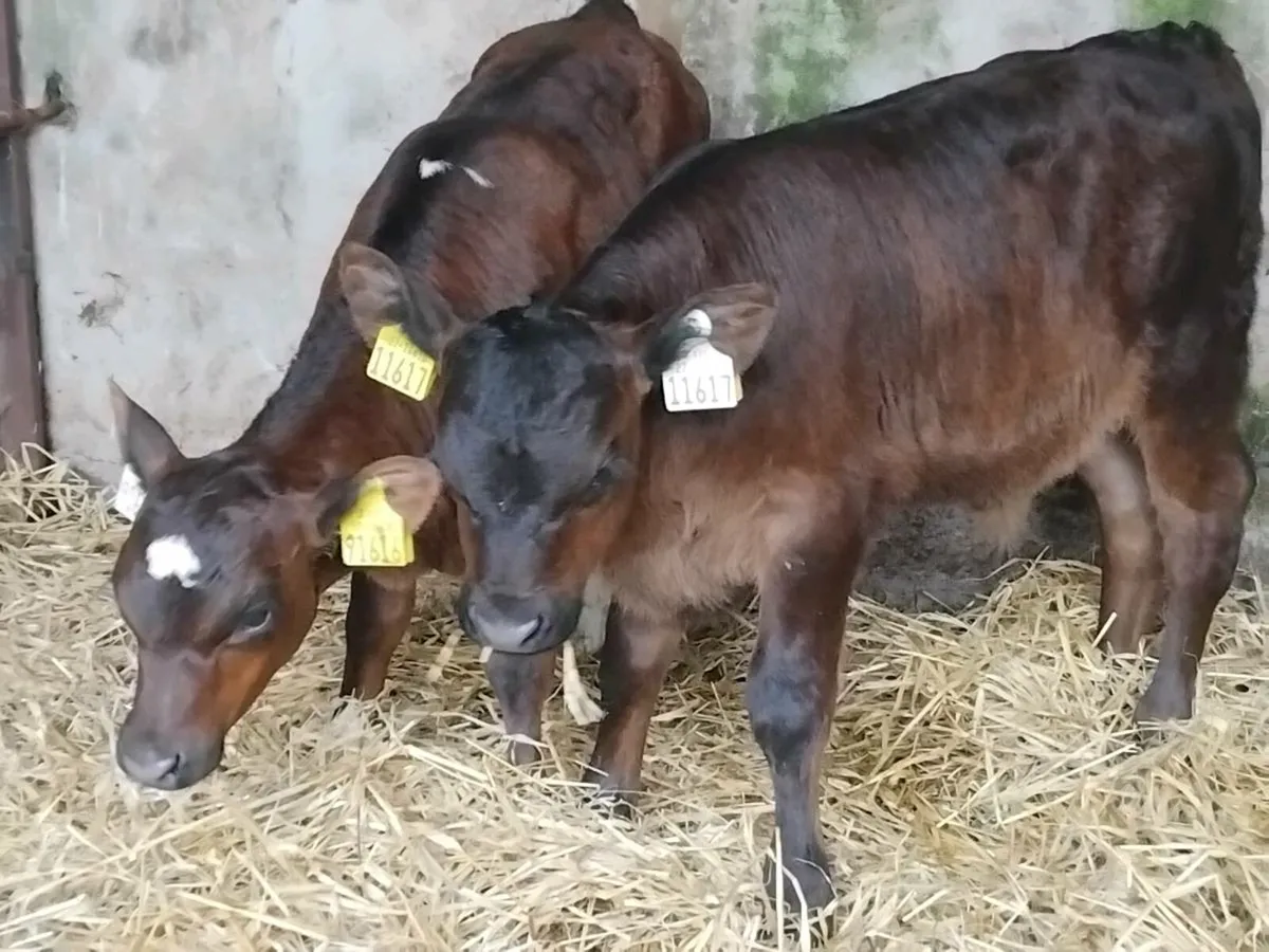 2 Angus Calves-€1100 - Image 4