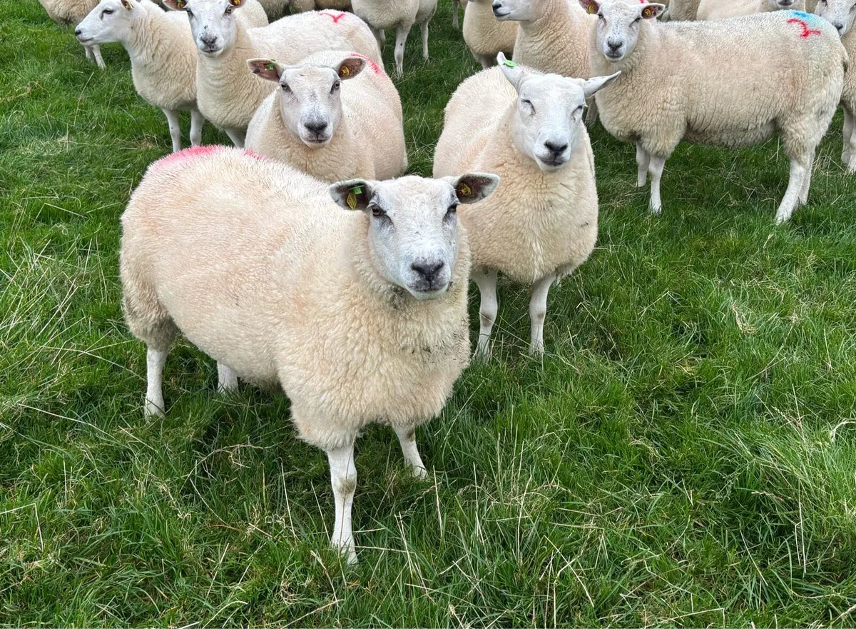 Belclare hoggetts - Image 1