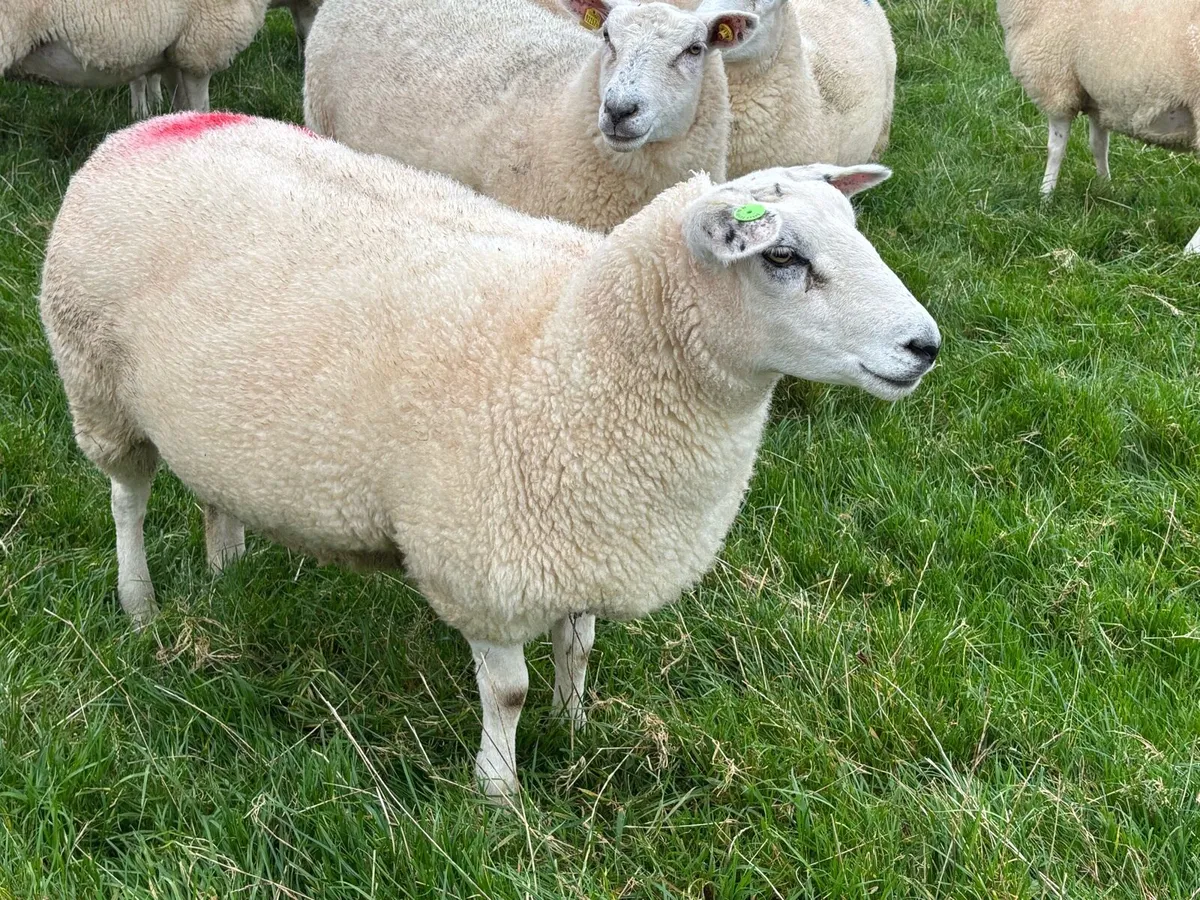 Belclare hoggetts - Image 2