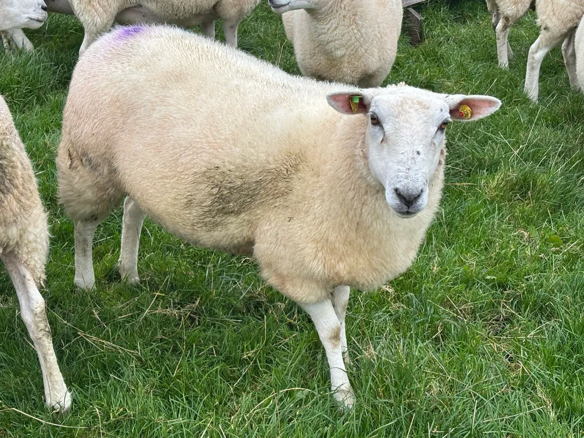 Belclare hoggetts - Image 3