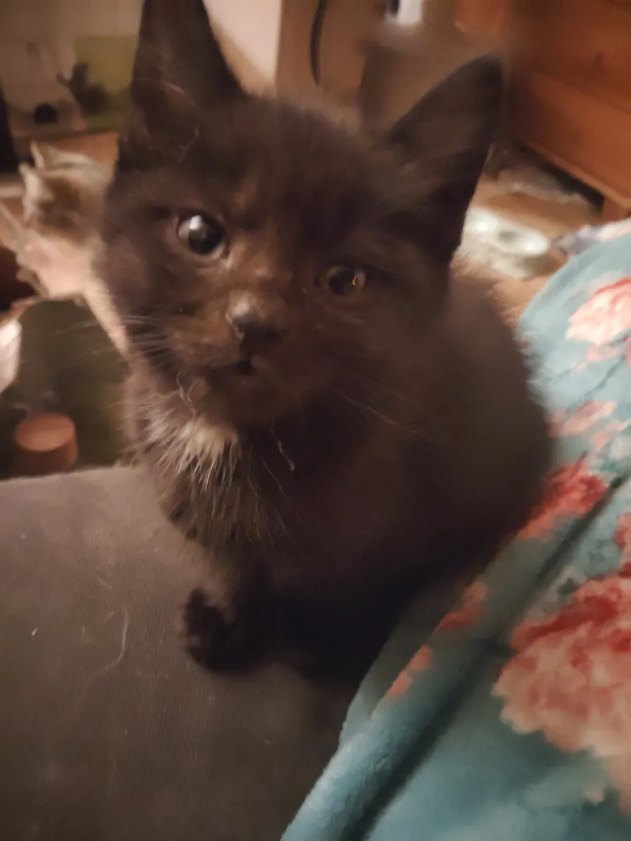 Kittens - Image 1