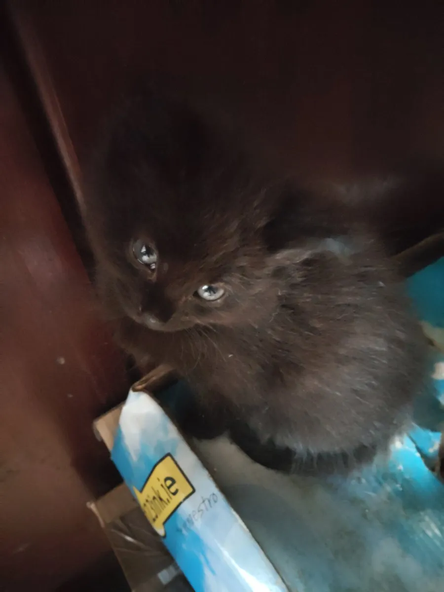 Kittens - Image 2
