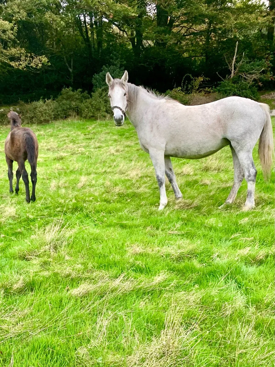 Master Imp Mare - Image 1