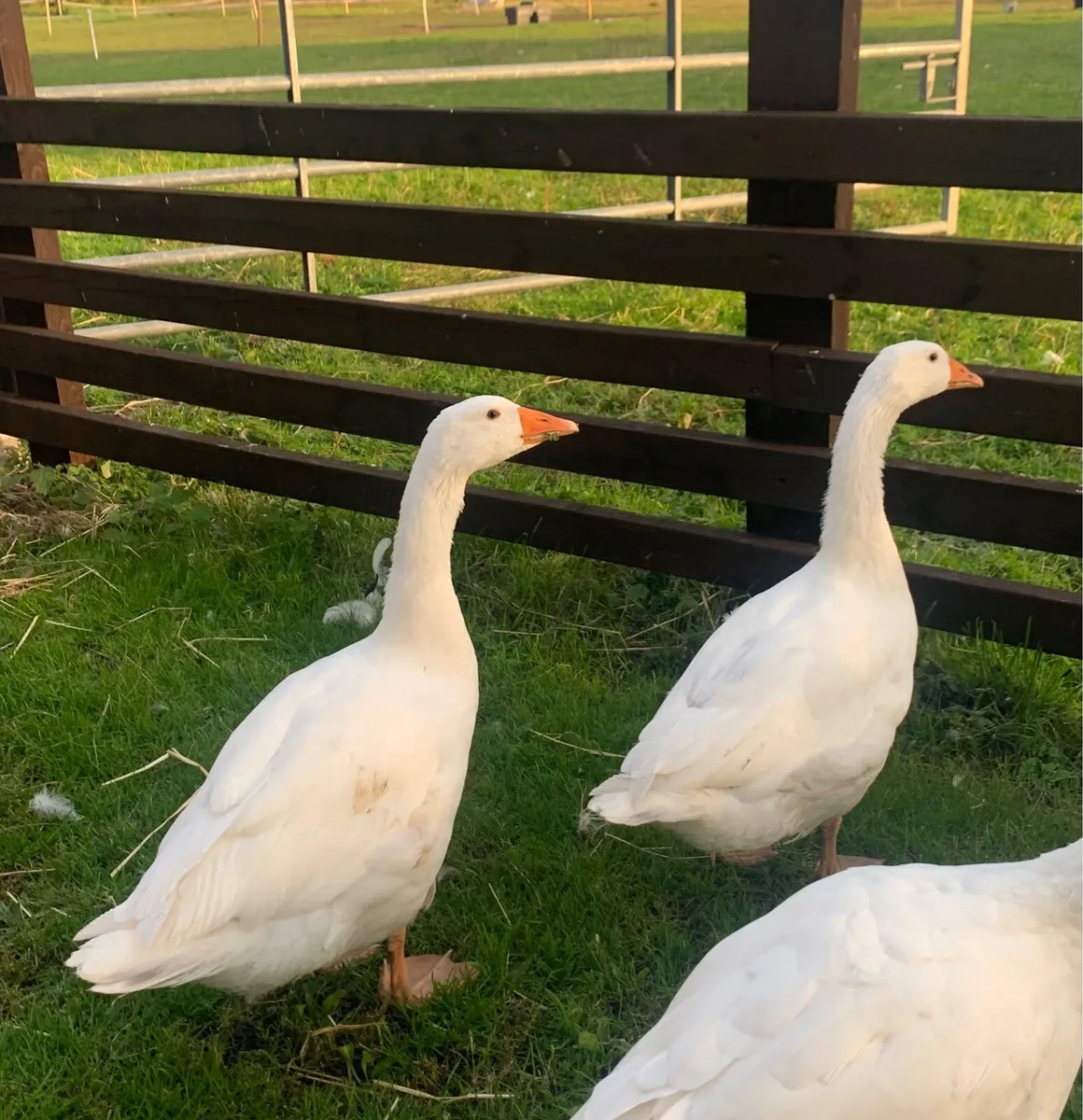 Pair of Geese - Image 1