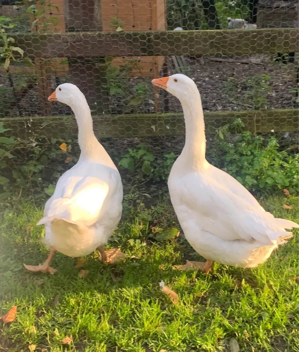 Pair of Geese - Image 2