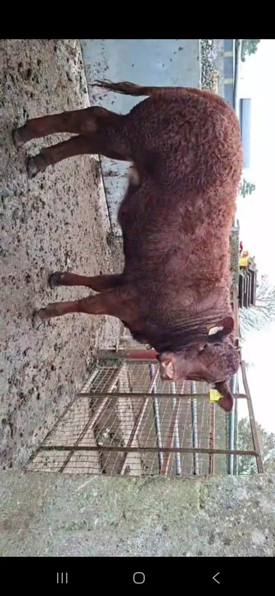 POWERFUL PROPER LMX HEIFER WEANLING - Image 1