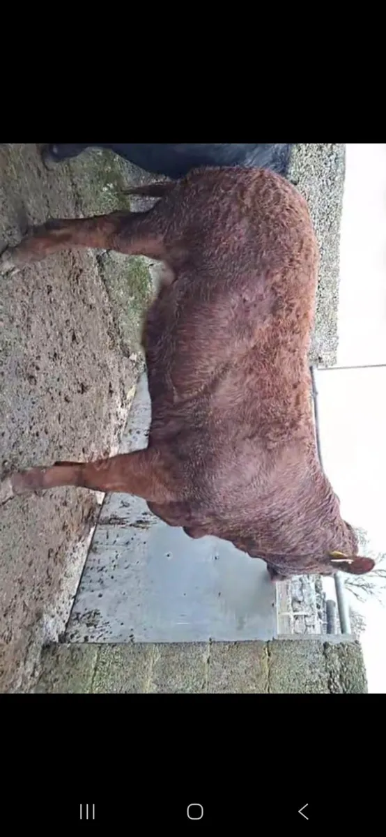 POWERFUL PROPER LMX HEIFER WEANLING - Image 2