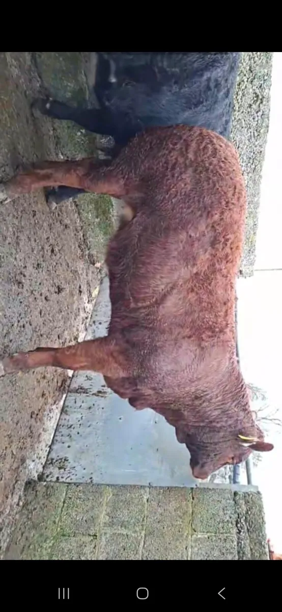 POWERFUL PROPER LMX HEIFER WEANLING - Image 3