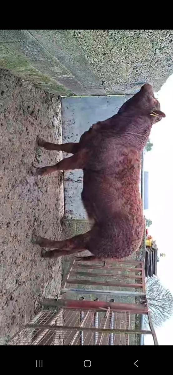 POWERFUL PROPER LMX HEIFER WEANLING - Image 4