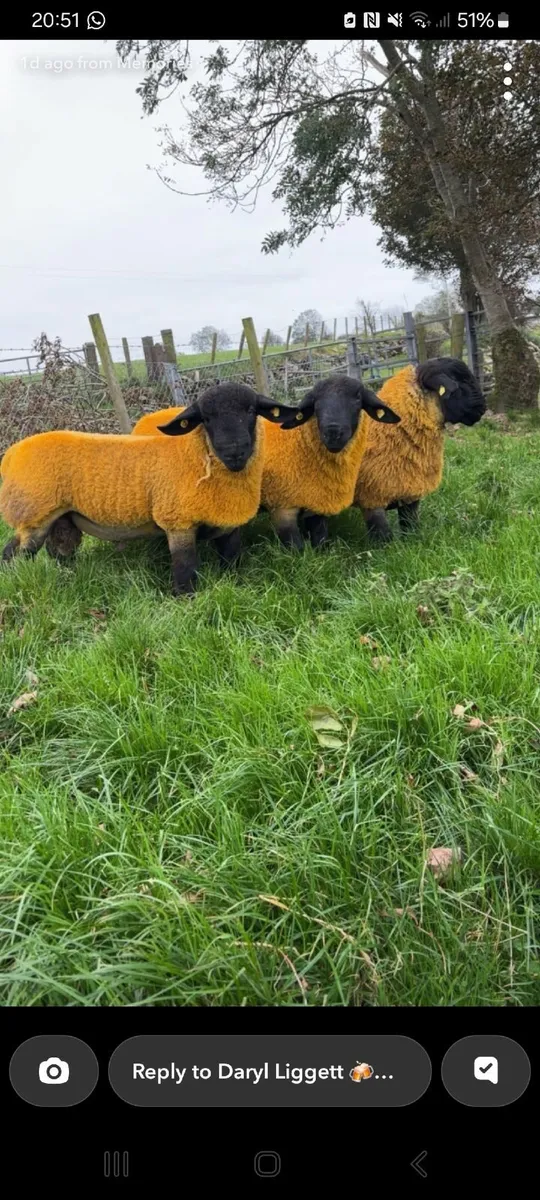 Suffolk ram lambs for sale - Image 1
