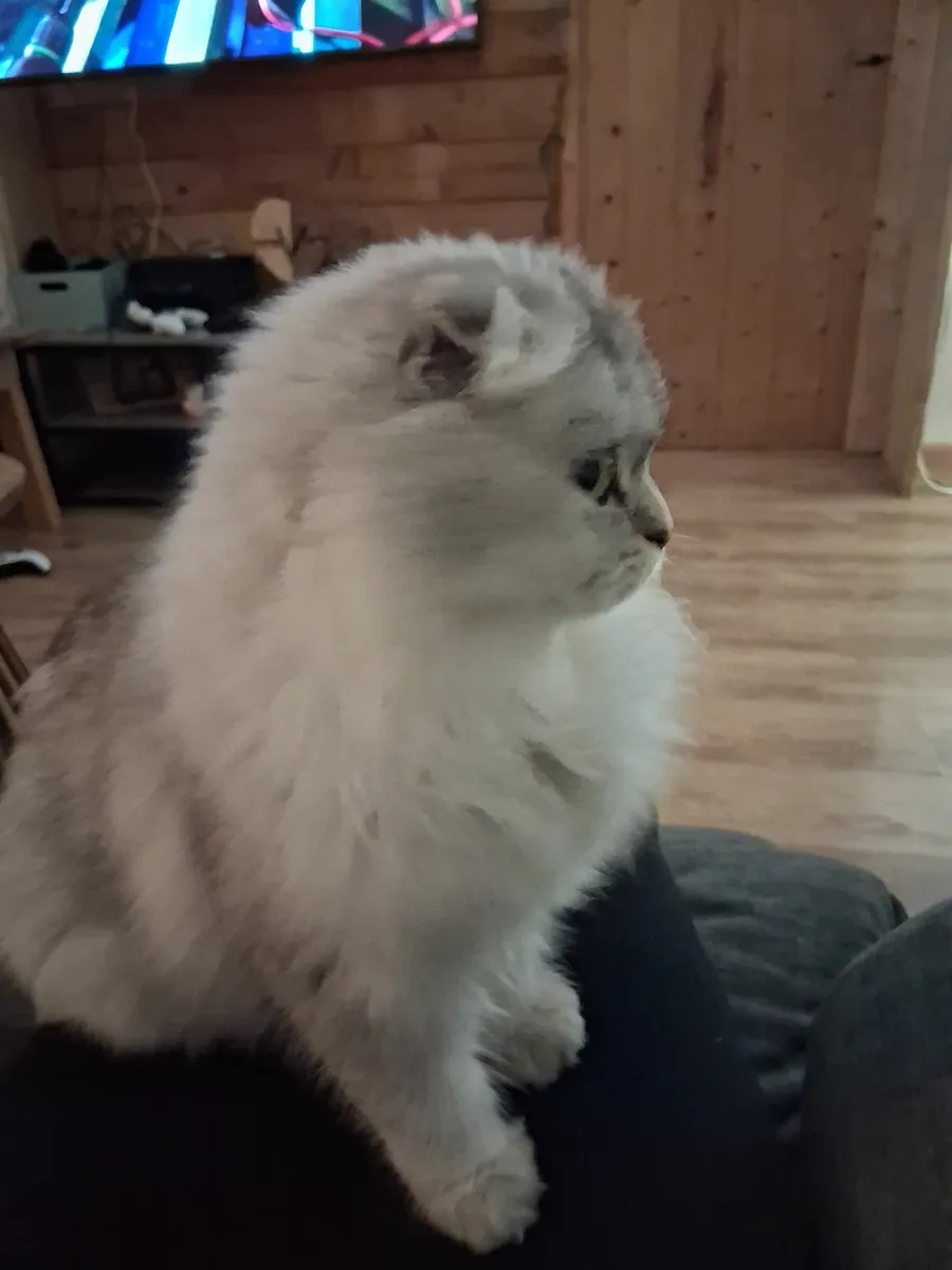 Kitten - Image 2