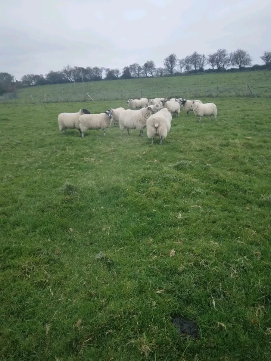 20 Hoggets For Sale - Image 1