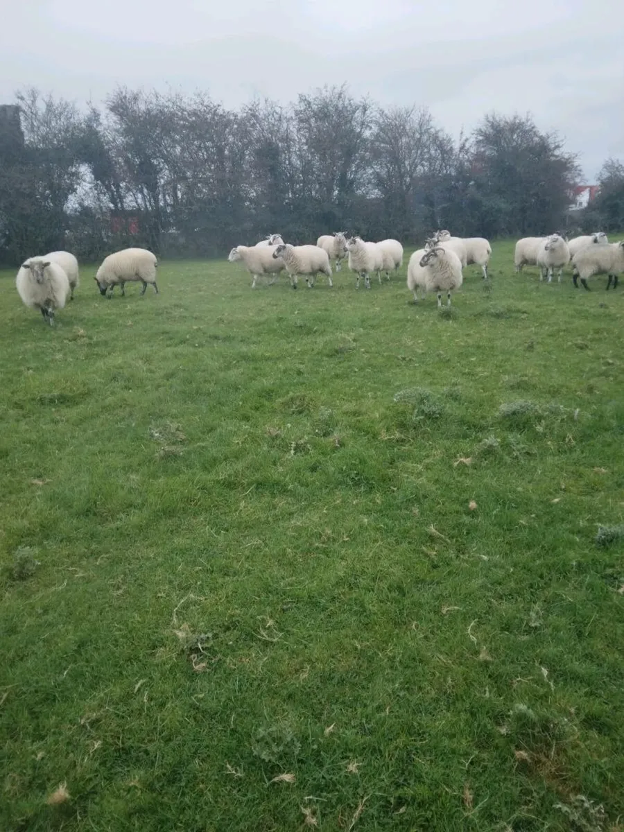 20 Hoggets For Sale - Image 2