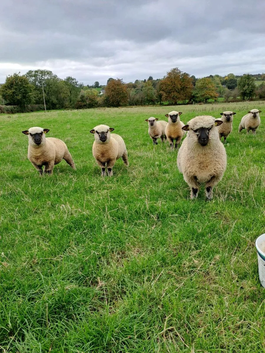 Pedagre Shropshire lambs - Image 2
