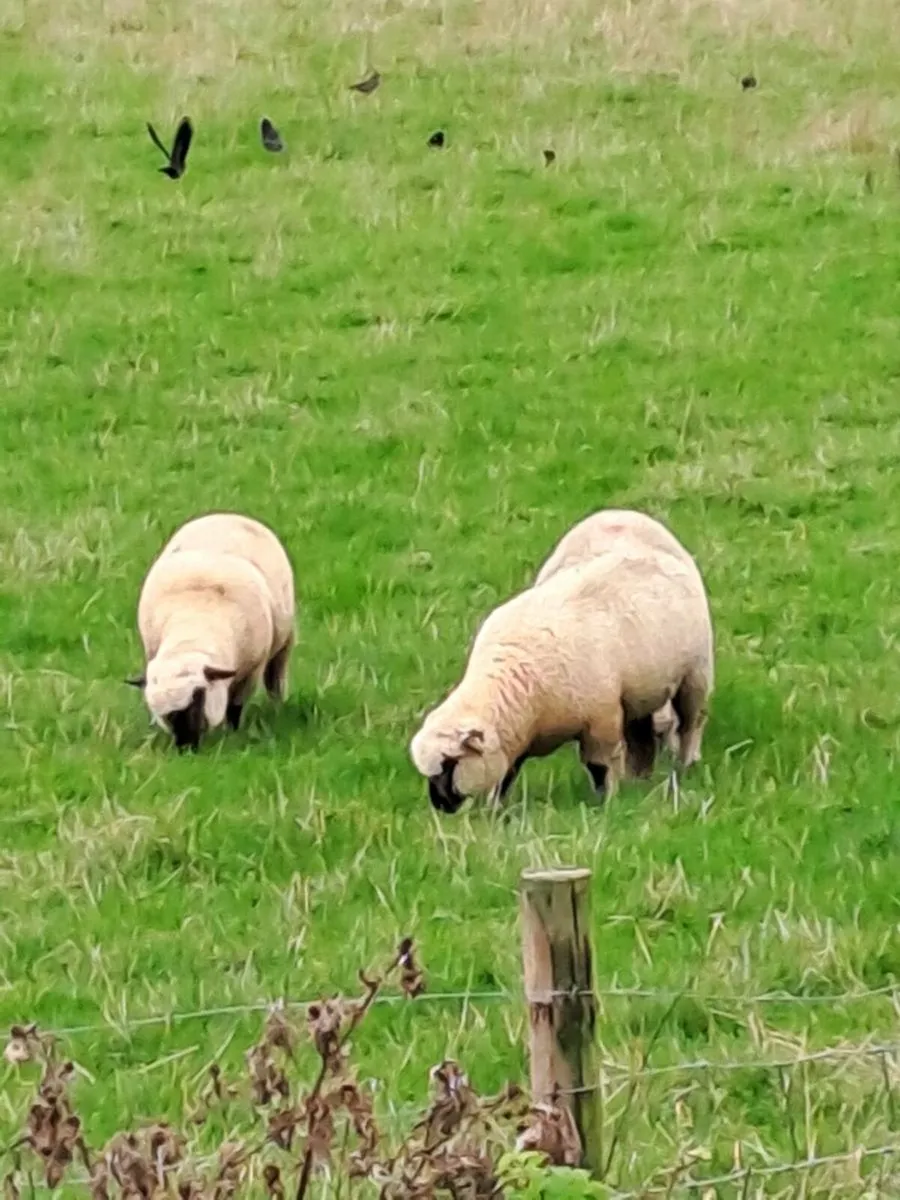 Pedagre Shropshire lambs - Image 3