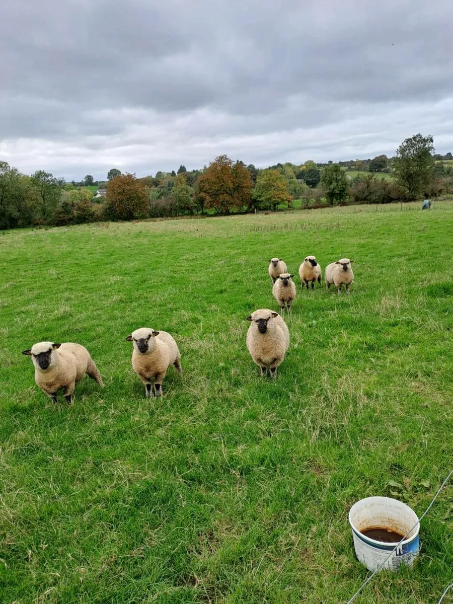 Pedagre Shropshire lambs - Image 4