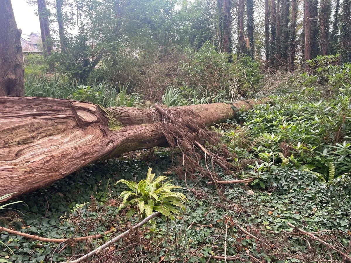 50ft Scottish pine tree(s) for milling - Image 1